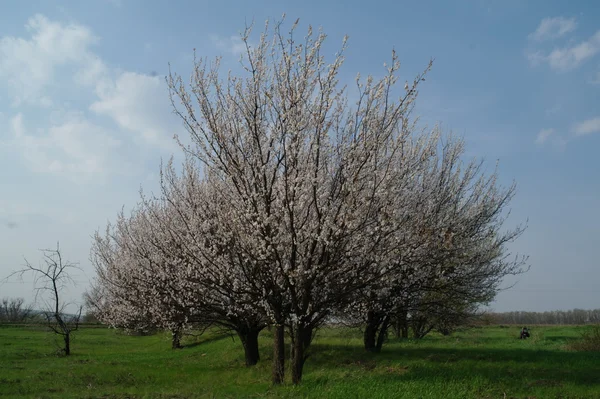 Belle scène de nature avec arbre en fleurs au printemps — Photo