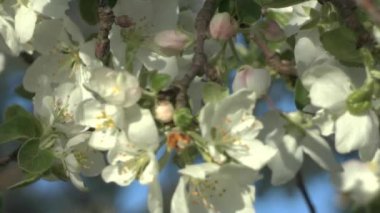 Güneşin elma çiçek