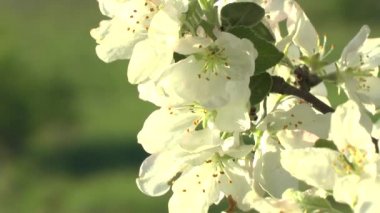 Güneşin elma çiçek