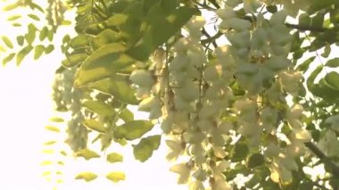 bir akasya çiçek şube