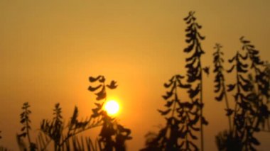 çim manzara muhteşem gün batımı kırmızı ışık