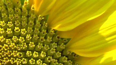 Tarlada ayçiçekleri