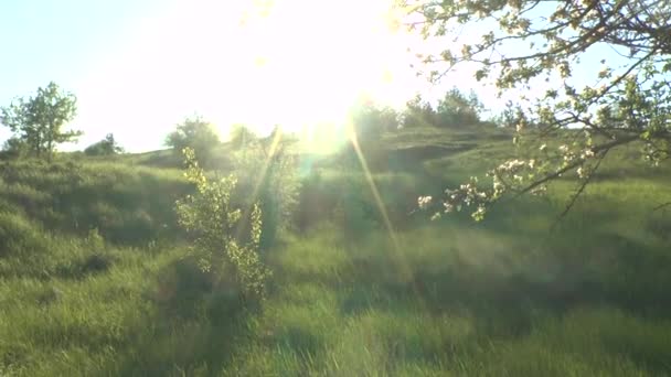 苹果花在阳光下 — 图库视频影像