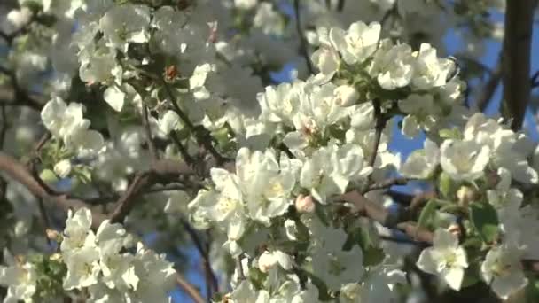 Apple bloem in de zon — Stockvideo