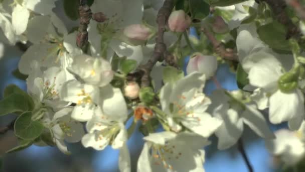 Flor de manzana al sol — Vídeo de stock