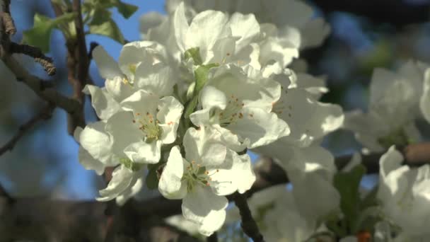 Flor de maçã ao sol — Vídeo de Stock