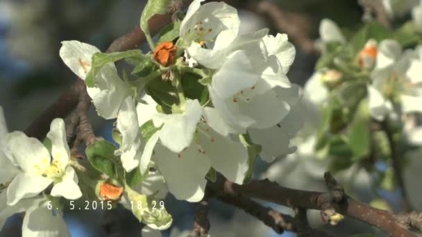 Flor de manzana al sol — Vídeo de stock