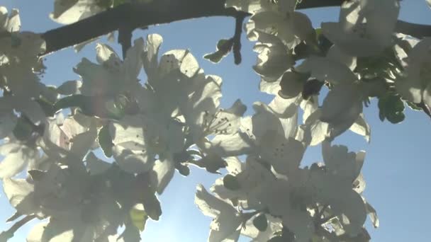 Pomme fleur au soleil — Video