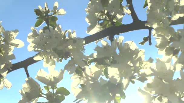 Apple flower in the sun — Stock Video