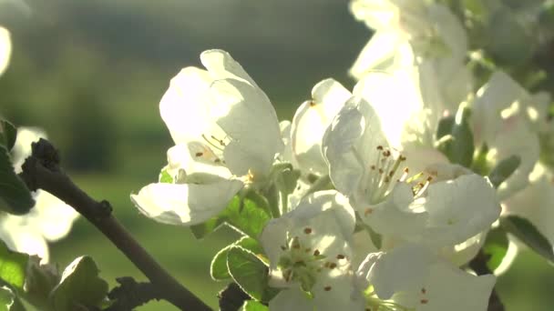 Flor de manzana al sol — Vídeo de stock