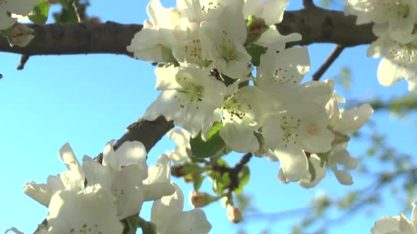 太陽の下でりんごの花 — ストック動画