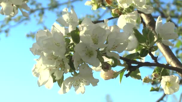 Яблочный цветок на солнце — стоковое видео