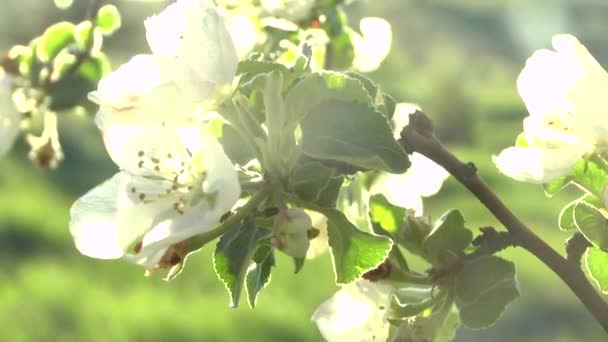 Apple blomma i solen — Stockvideo