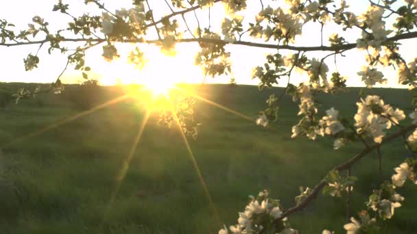 Apple flower in the sun — Stock Video
