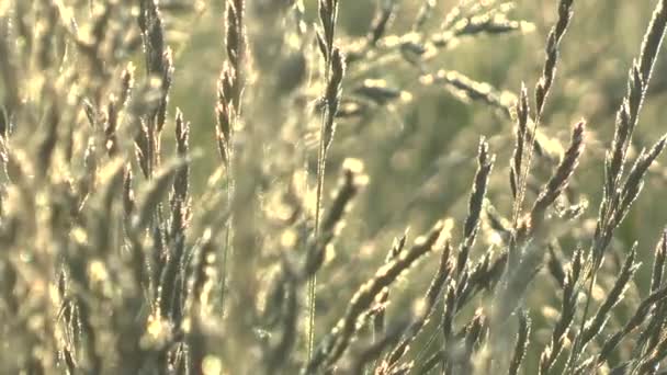 Green grass swaying in the wind. — Stock Video