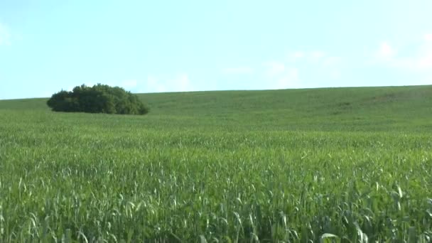 Feld aus grünem Weizen und bewölktem Himmel — Stockvideo