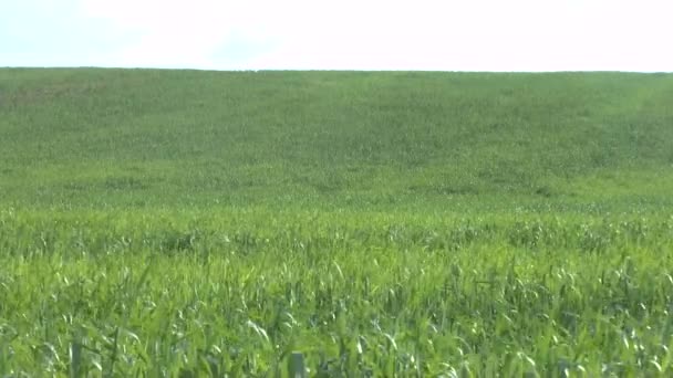 领域的绿色小麦和多云的天空 — 图库视频影像