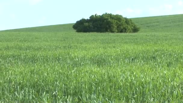 领域的绿色小麦和多云的天空 — 图库视频影像