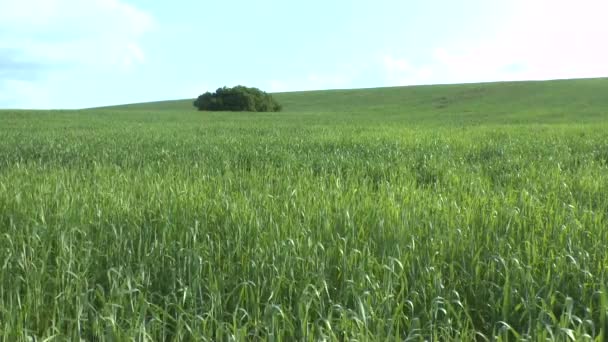 Feld aus grünem Weizen und bewölktem Himmel — Stockvideo