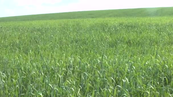 Gebied van groene tarwe en bewolkte hemel — Stockvideo