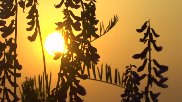 Gras landschap in de prachtige zonsondergang rood licht — Stockvideo