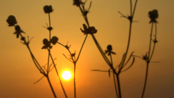 Paisagem de grama no maravilhoso pôr do sol luz vermelha — Vídeo de Stock