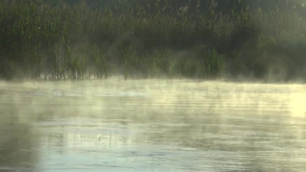 Tipo en el río de la mañana — Vídeos de Stock