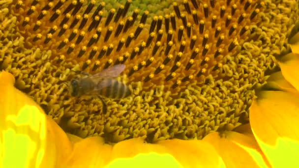 Tournesols dans les champs