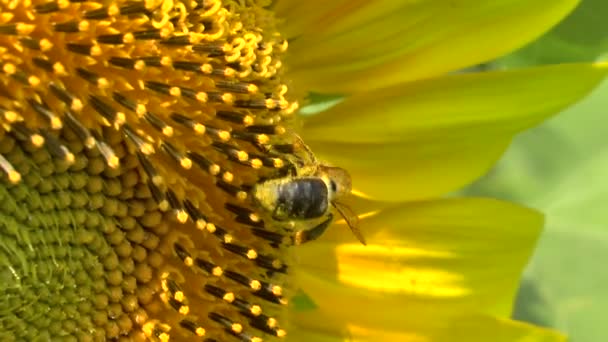 Tournesols dans les champs