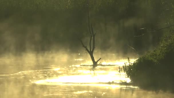 Тип на утренней реке — стоковое видео