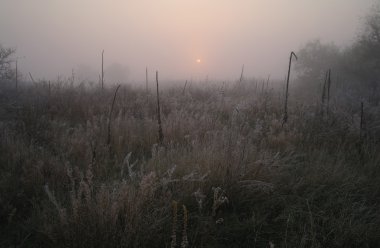 frost soğuk sisli sabah ile ormanın yakınındaki çayır kuru çim kaplı