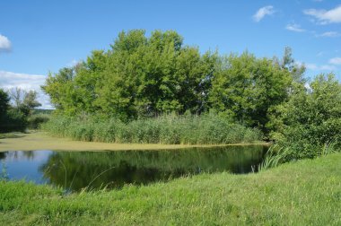 Nehir, ağaçlarla ve bulutlu gökyüzüyle kara