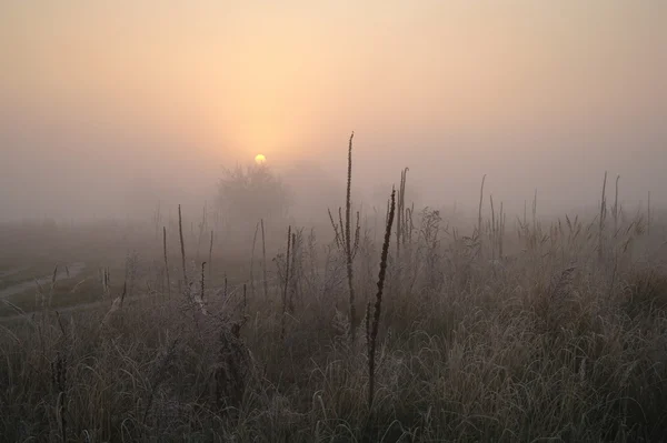 Grama seca no prado perto dos bosques cobertos com geada fria manhã nebulosa — Fotografia de Stock