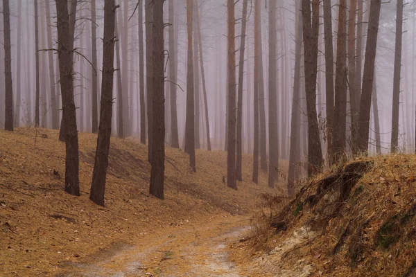 Bosque de otoño en la niebla de la mañana — Foto de Stock