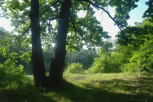 Sunny morning in a forest glade — Stock Photo, Image