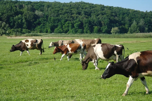 Krowy na polu — Zdjęcie stockowe