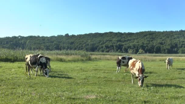 在新鲜牧场放牧的牛 — 图库视频影像