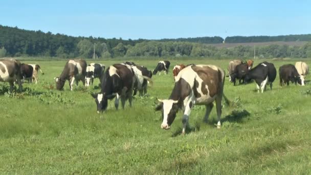 Αγελάδα που βόσκουν στους βοσκότοπους φρέσκο — Αρχείο Βίντεο