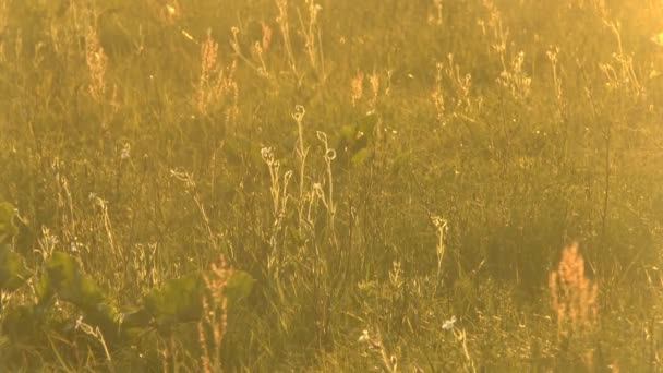 Grass in zonlicht — Stockvideo
