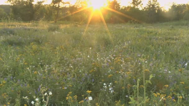 美丽的鲜花草甸领域 — 图库视频影像