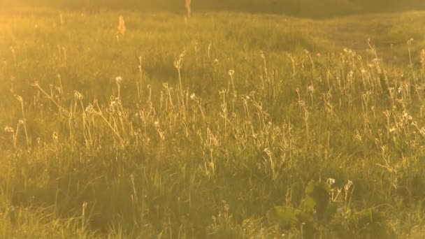 Hierba a la luz del sol — Vídeo de stock