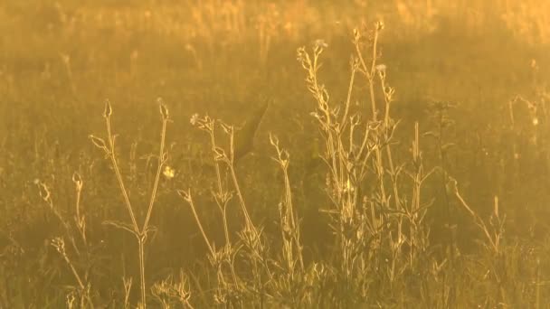 Güneş ışığı çim — Stok video