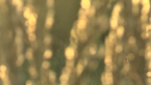 Tráva v ranní mlha abstraktně Blured pozadí. — Stock video
