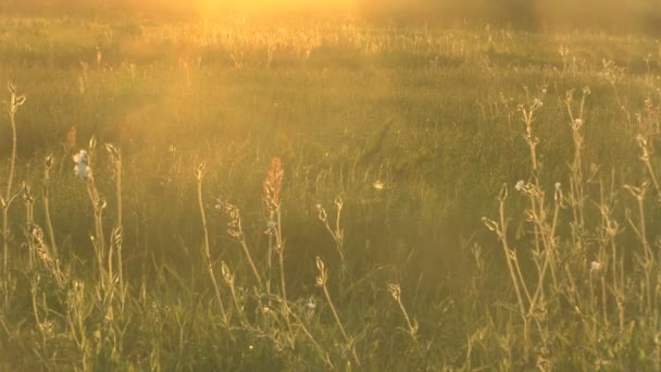 Hierba a la luz del sol — Vídeo de stock