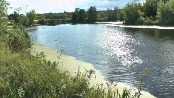 Flowing river and green reeds — Stok video