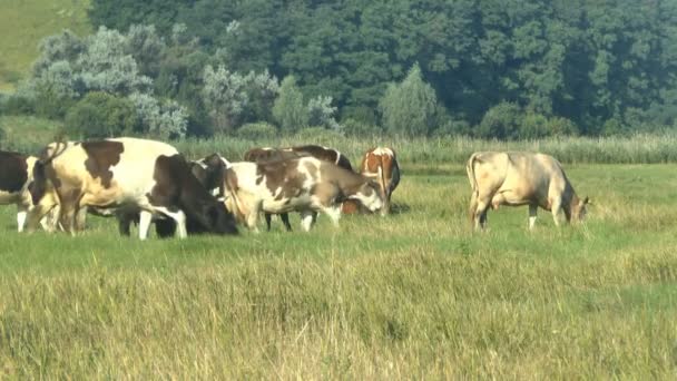 Vacas que pastam em pastagens frescas — Vídeo de Stock