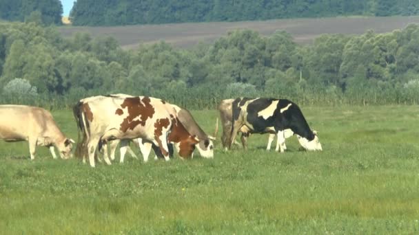 Vaches broutant dans les pâturages frais — Video