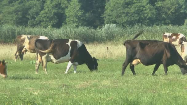 Αγελάδες που βόσκουν στους βοσκότοπους φρέσκο — Αρχείο Βίντεο