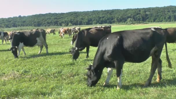 Krávy na pastvě v čerstvé pastviny — Stock video