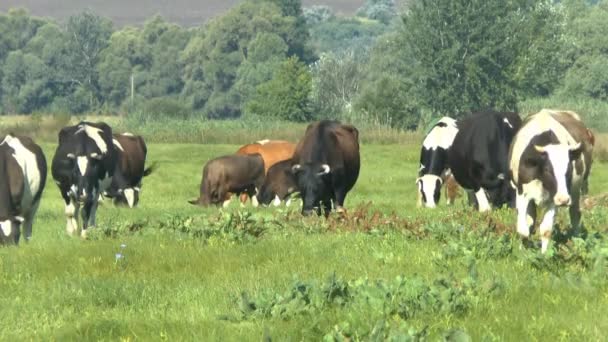 在新鲜牧场放牧的牛 — 图库视频影像